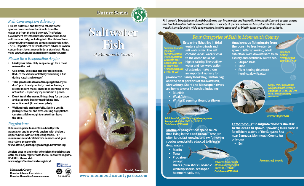 Whiskers and Blooms Vers 2