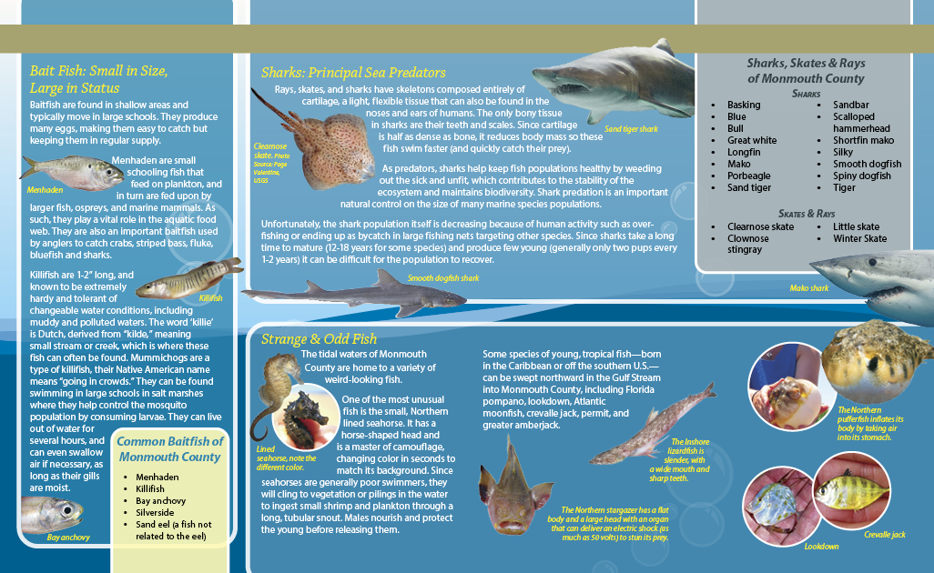 Whiskers and Blooms Version 1